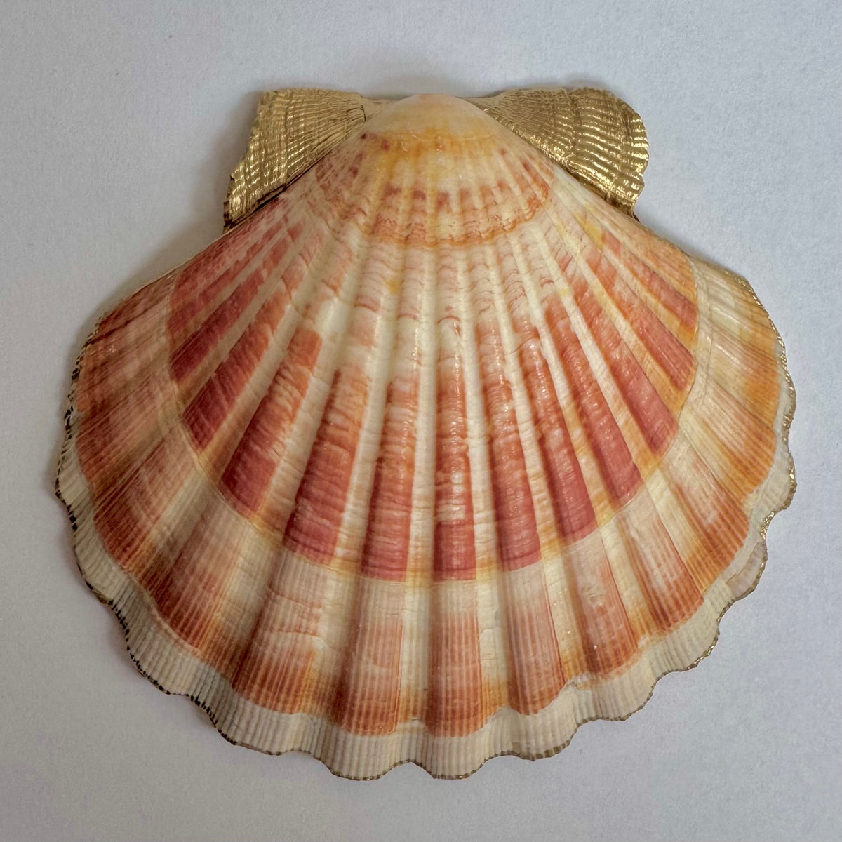 Vintage Coral Pink Rose Scallop Shell Trinket Dish