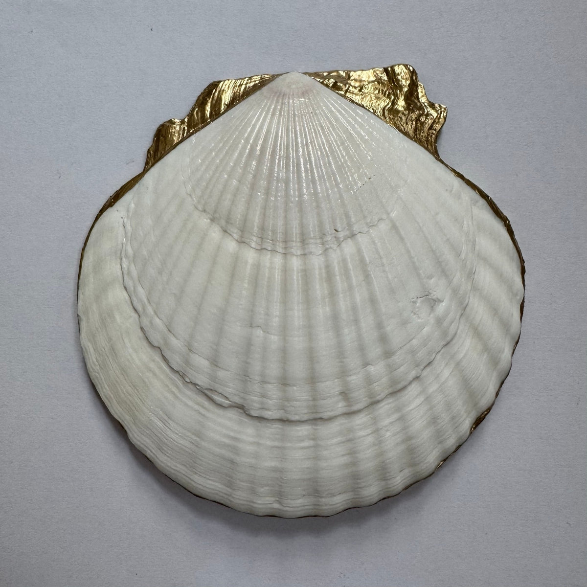 Mediterranean Olive Scallop Shell Jewelry Dish