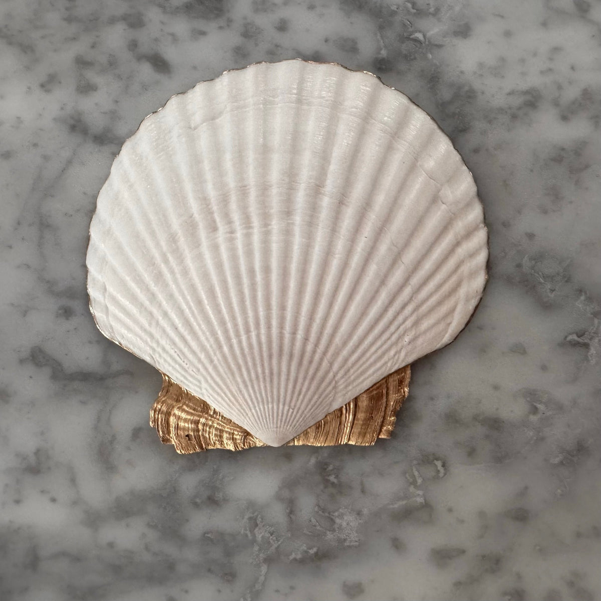 Pink Orchid Scallop Shell Trinket Dish, Gold Rim, Botanical Vanity Decor