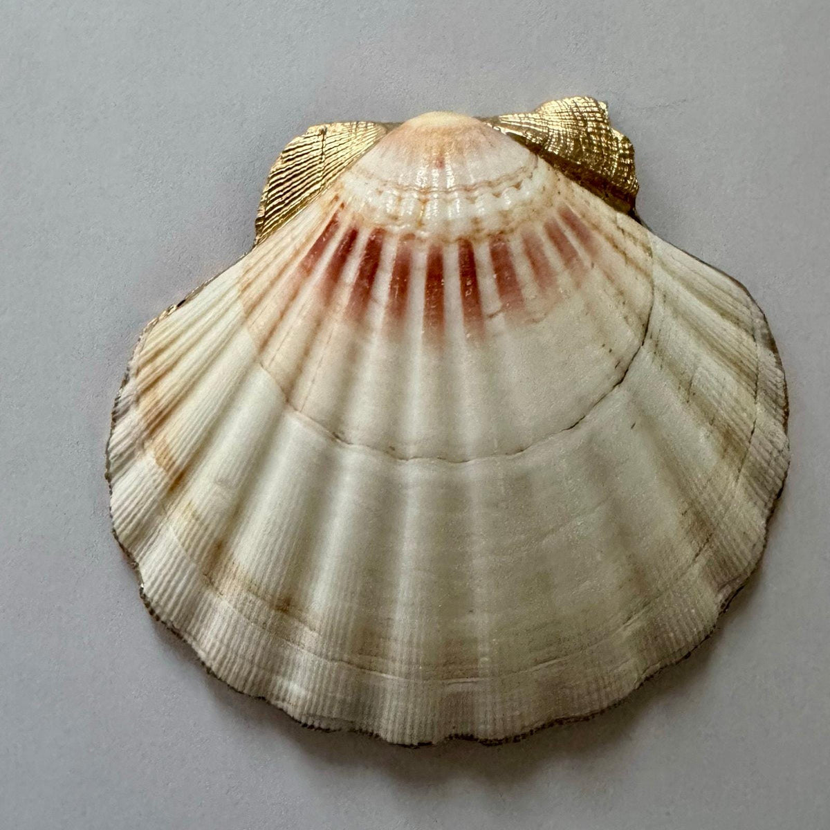 Pink and Purple Lilly Floral Seashell Trinket Dish