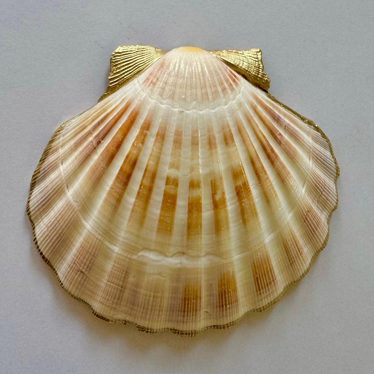 Olive Martini Scallop Shell Trinket Dish