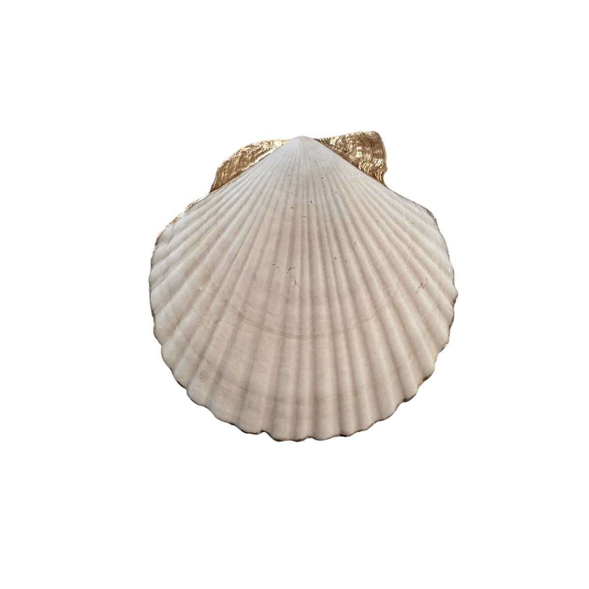 Vintage Garden Floral Scallop Shell Jewelry Dish