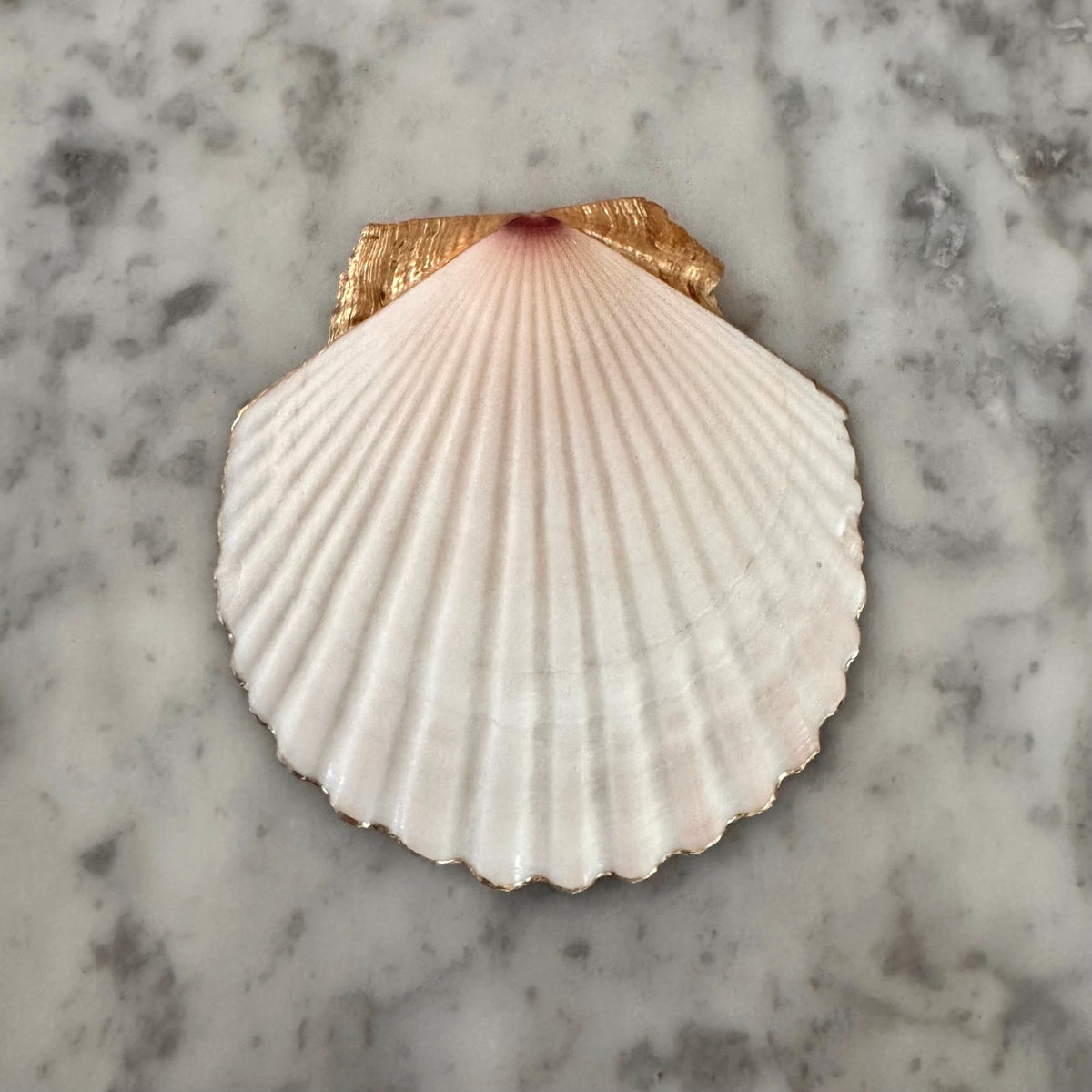Book Club Scallop Shell Trinket & Ring Dish, Book Lover Gift