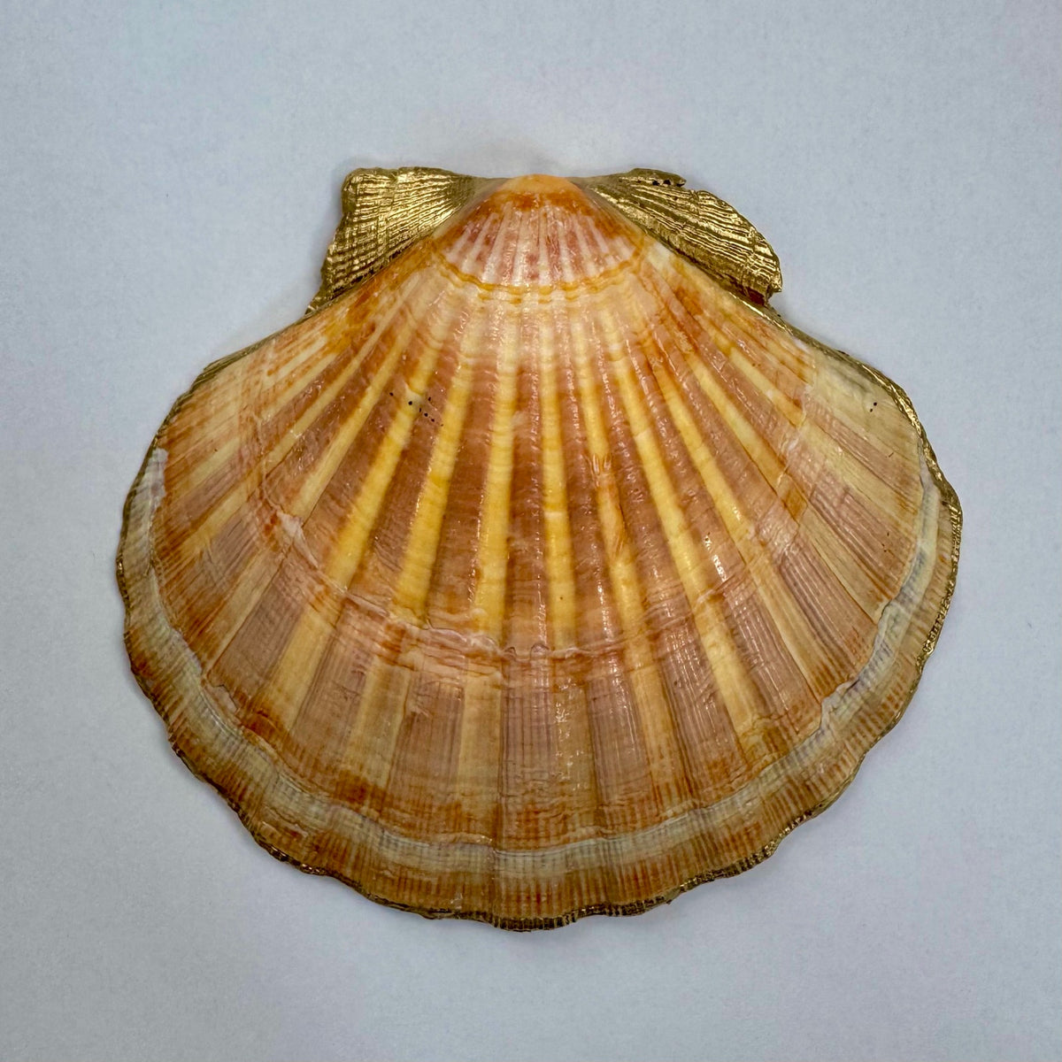 Tropical Fruit Scallop Seashell Jewelry Dish