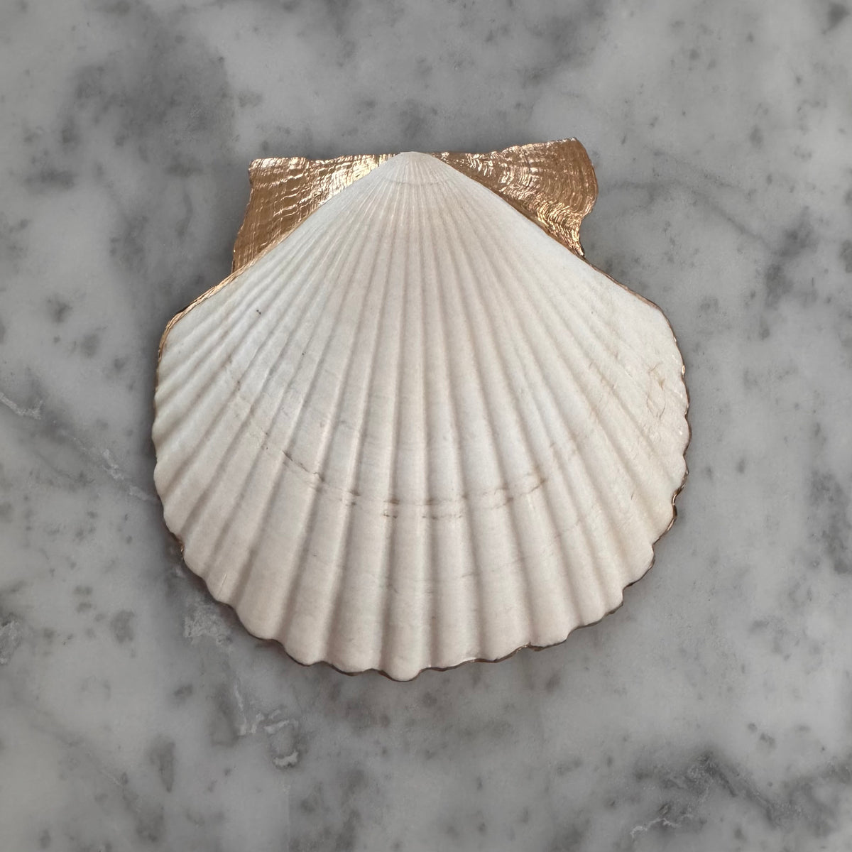 Coral Reef Botanical Scallop Shell Trinket Dish