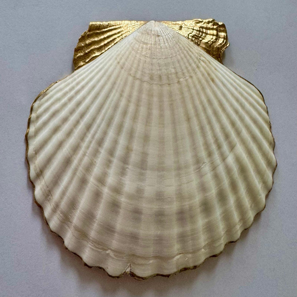Coral Reef Sea Life Scallop Shell Jewelry Dish