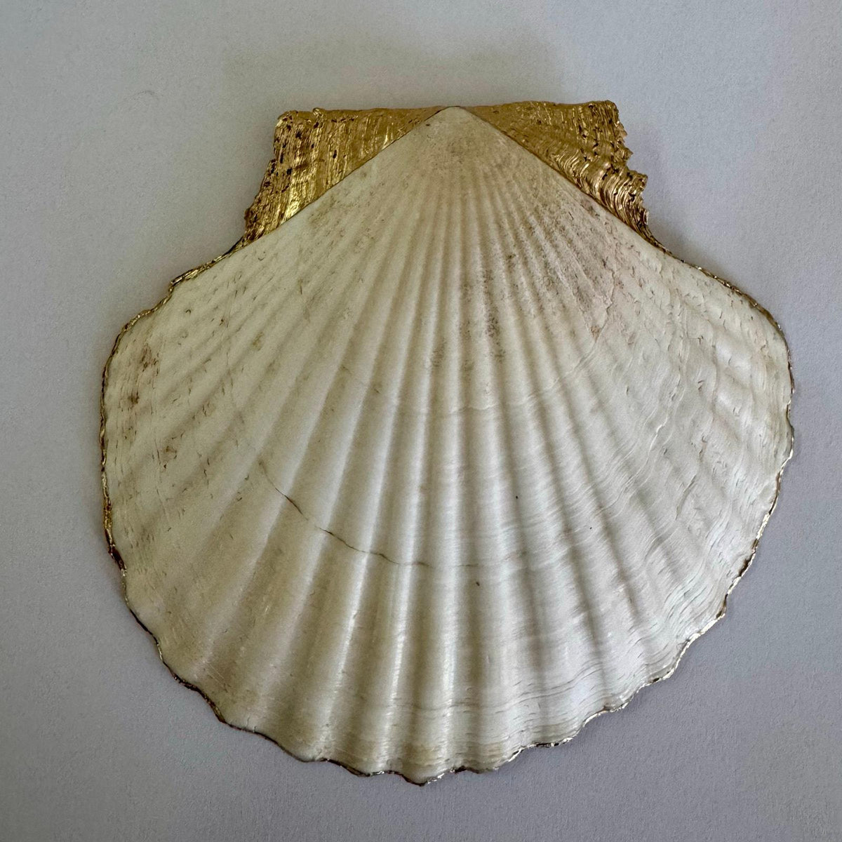 Italian Lemon Scallop Shell Jewelry Dish