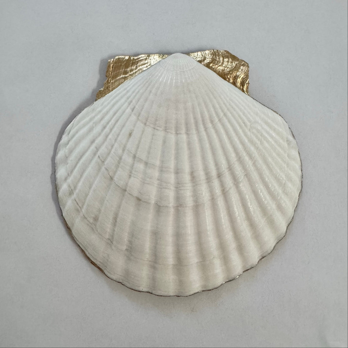 White Hydrangea Scallop Shell Ring Dish