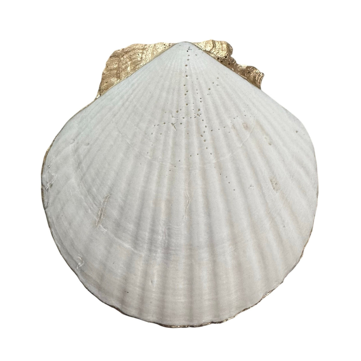 Back of natural scallop shell dish with gold-painted hinge area