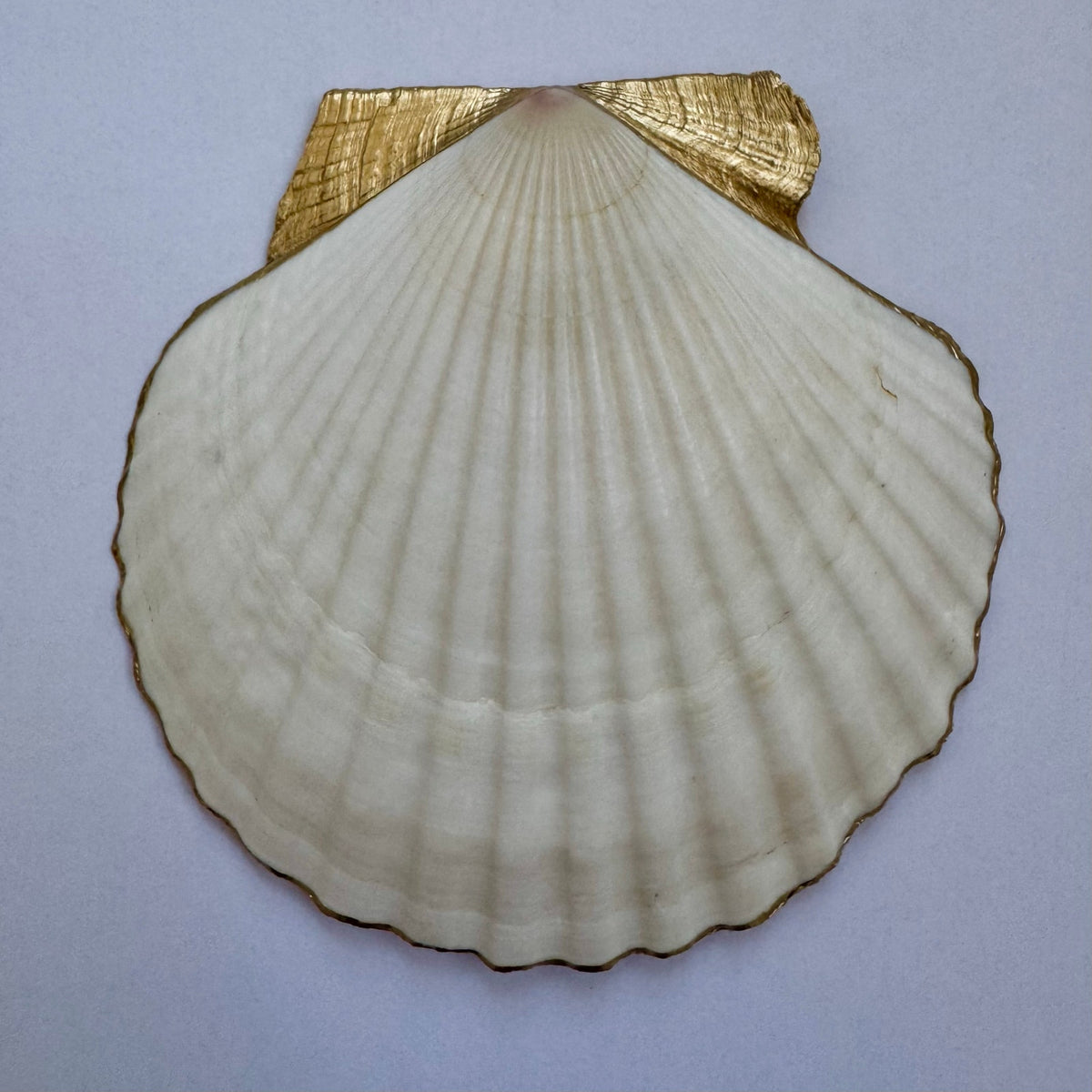 Vintage Citrus Botanical Scallop Shell Trinket Dish