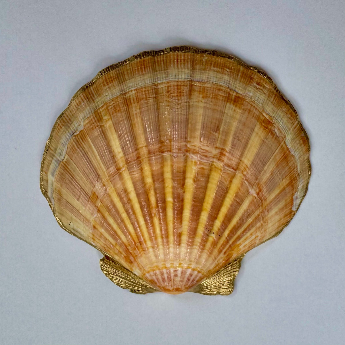 Tropical Fruit Scallop Seashell Jewelry Dish