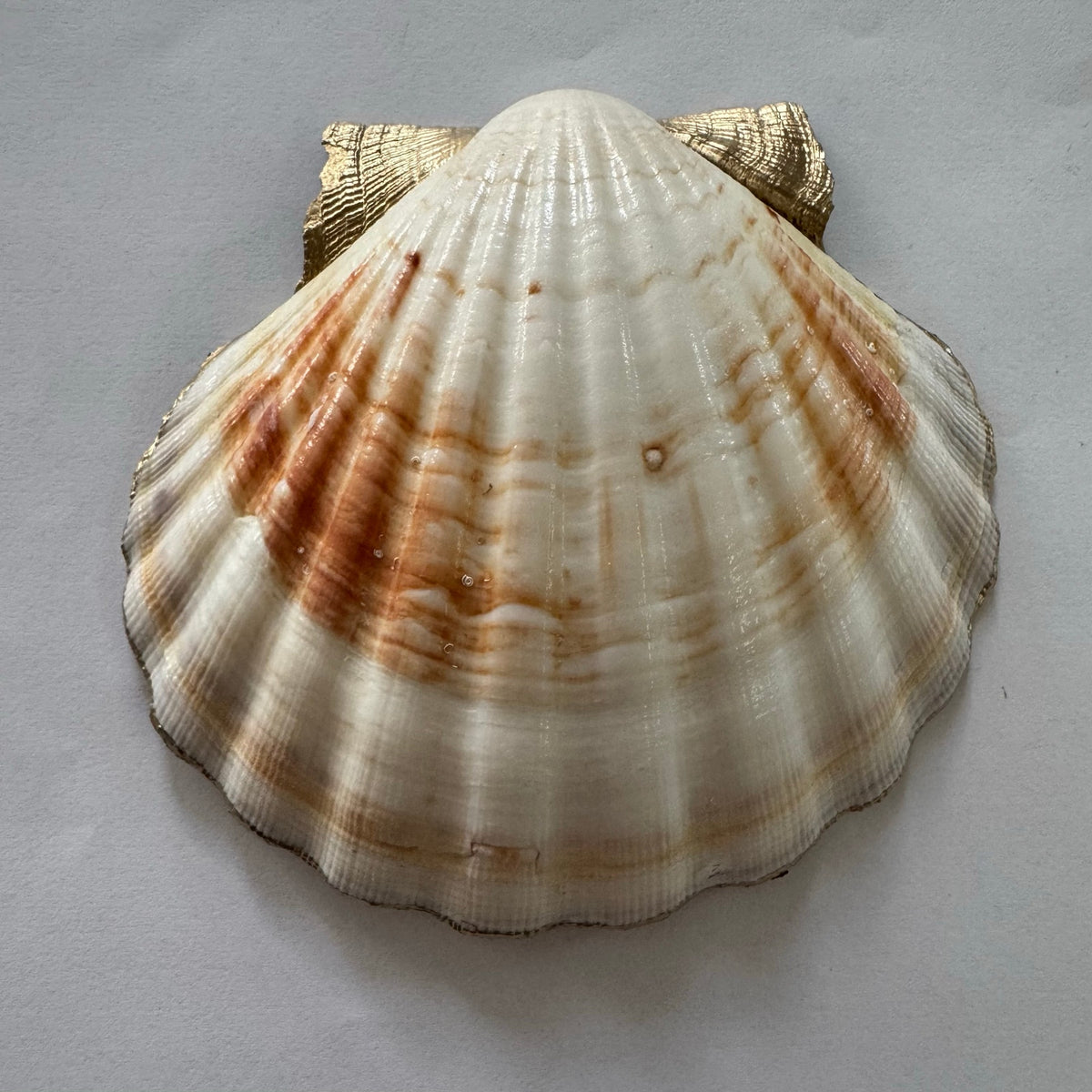 Daffodil Floral Scallop Shell Ring Dish